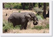 07IntoNgorongoro - 112 * Elephant.